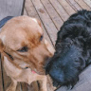 Meet your Posher, Anni